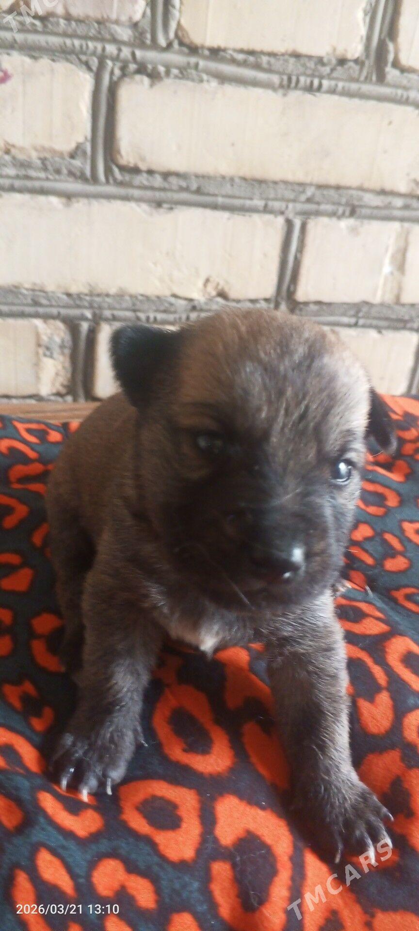 щенки - Türkmenabat - img 1