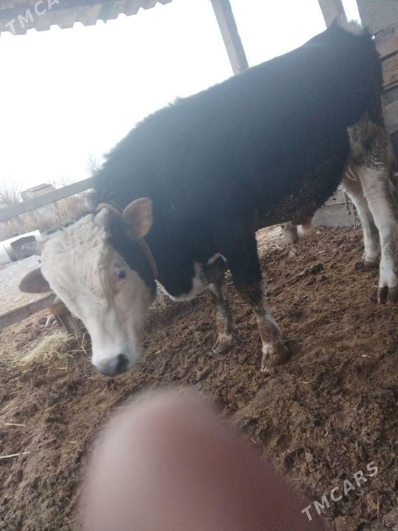 okuz - Bäherden - img 1