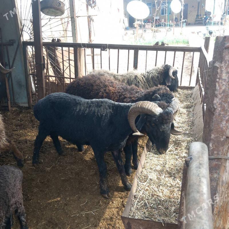 Goclar - Garabekewül - img 1