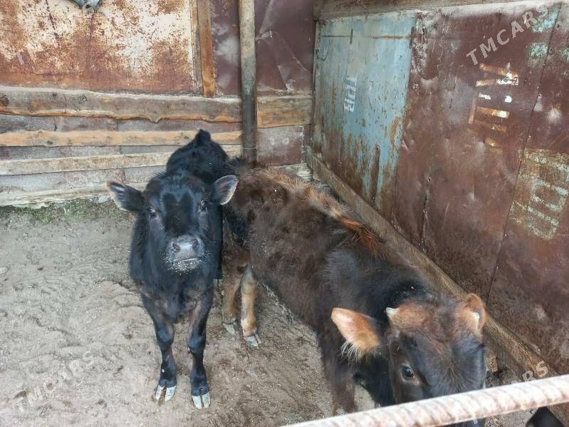 Okuz - Aşgabat - img 1