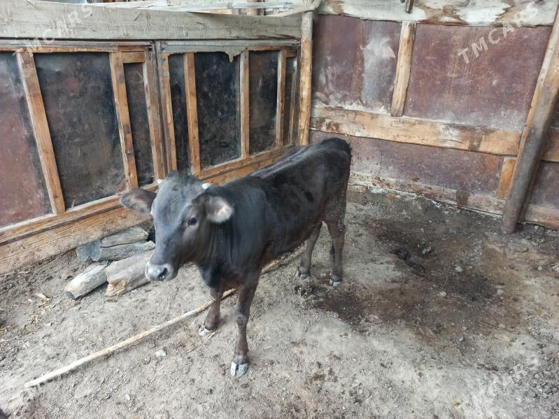 Tüwe - Aşgabat - img 1