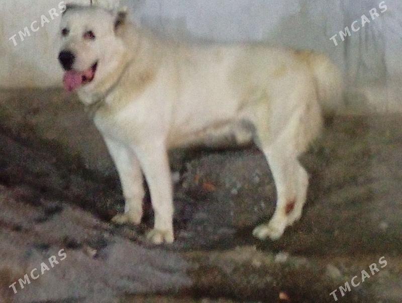 Alabay it - Ашхабад - img 1