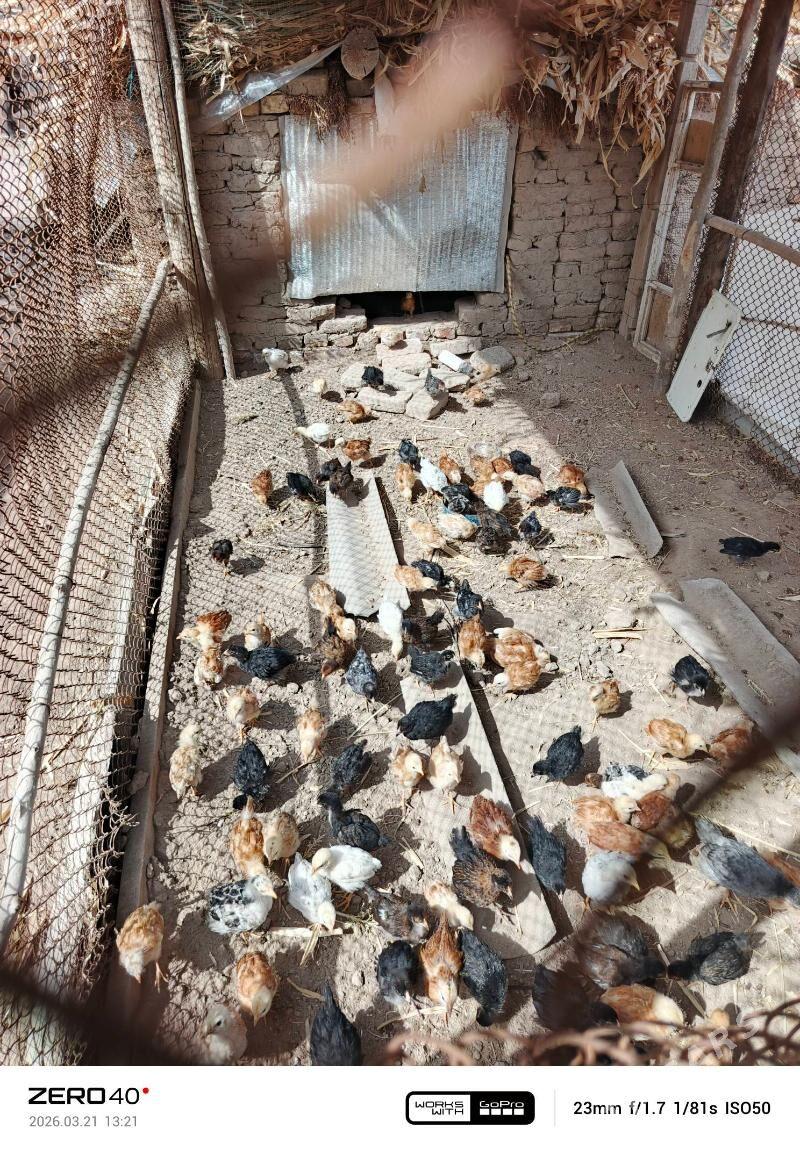 towuk juyje - Görogly (Tagta) - img 1