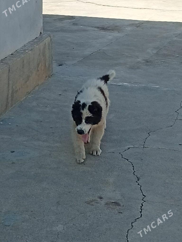 Alabay it - Aşgabat - img 1