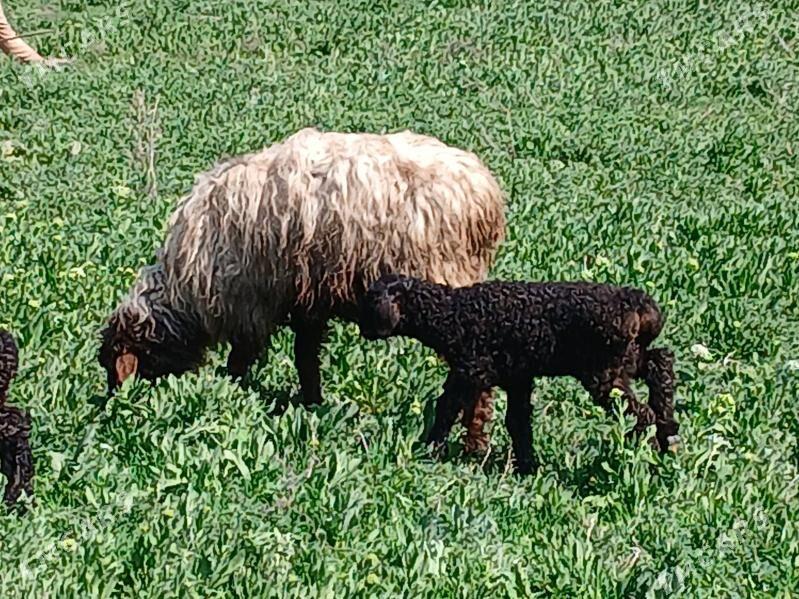 guzaly goyunlar - Гарадамак - img 1