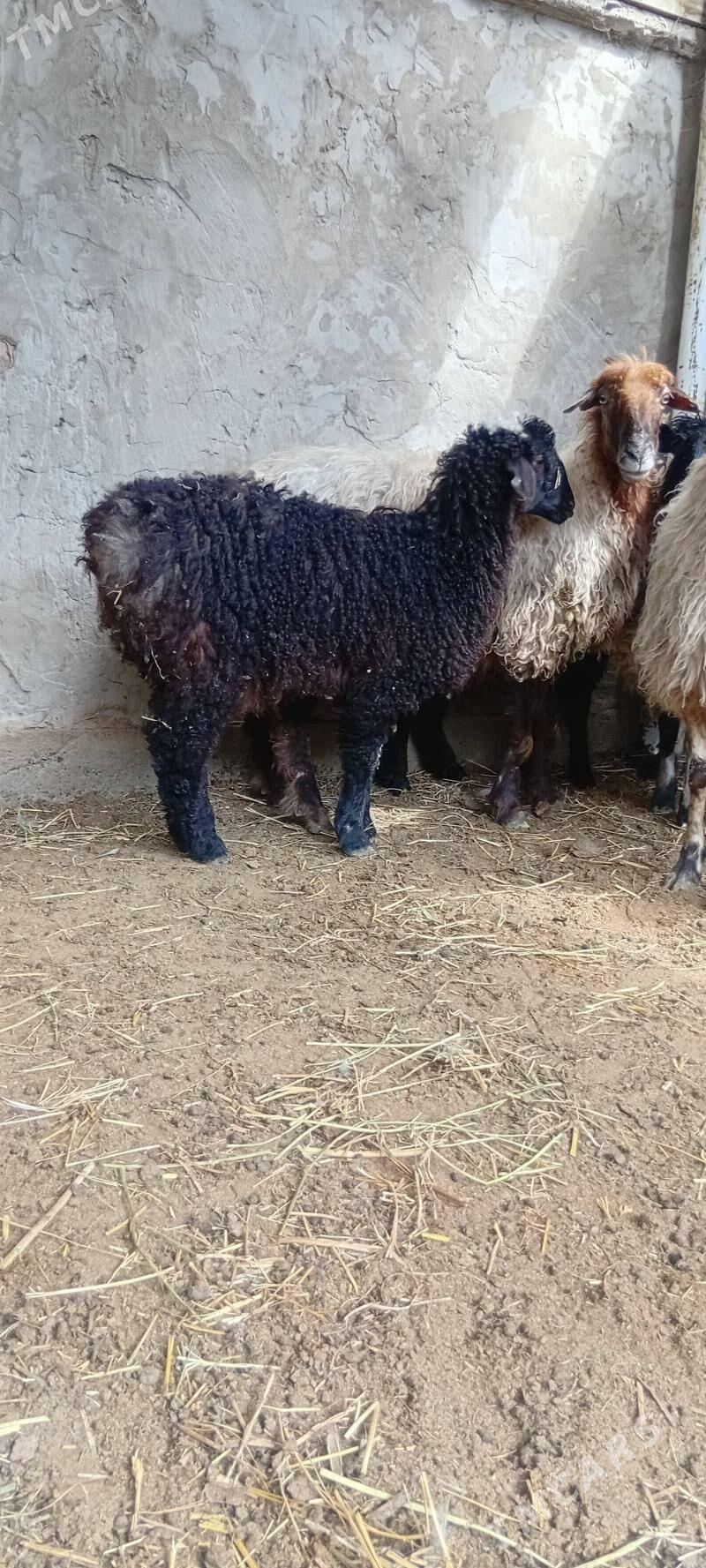 gyzyly goyun - Бахарден - img 1