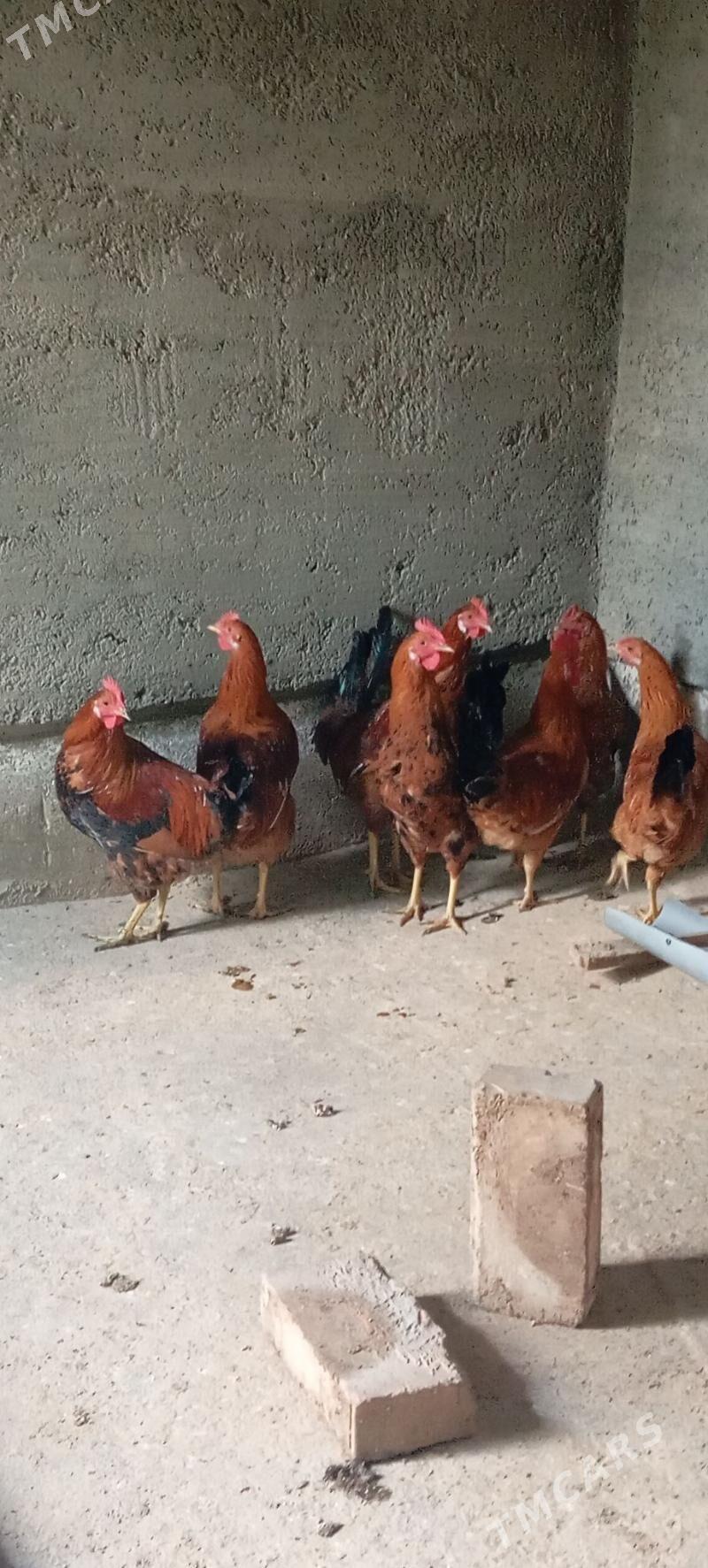 Horoz Towyk juje - Bäherden - img 1