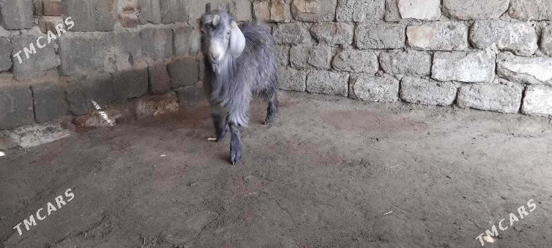 TEKE GEÇI - Ашхабад - img 1