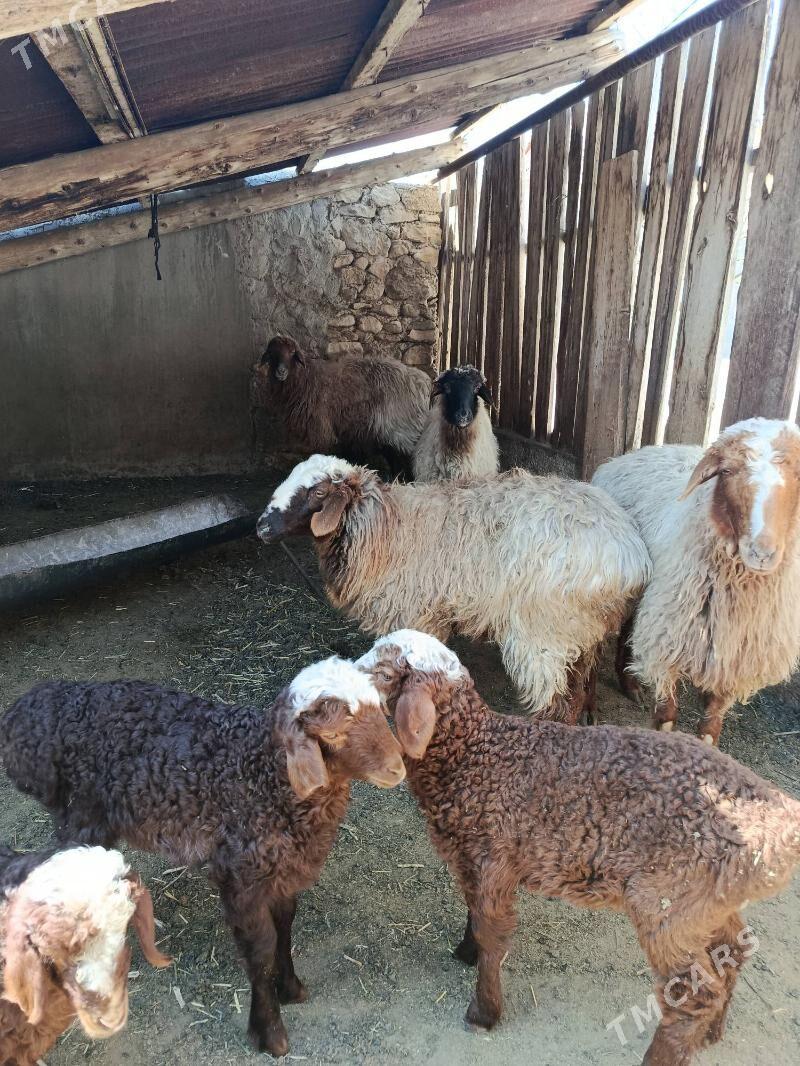 guzli goyun urwalik yaş - Balkanabat - img 1