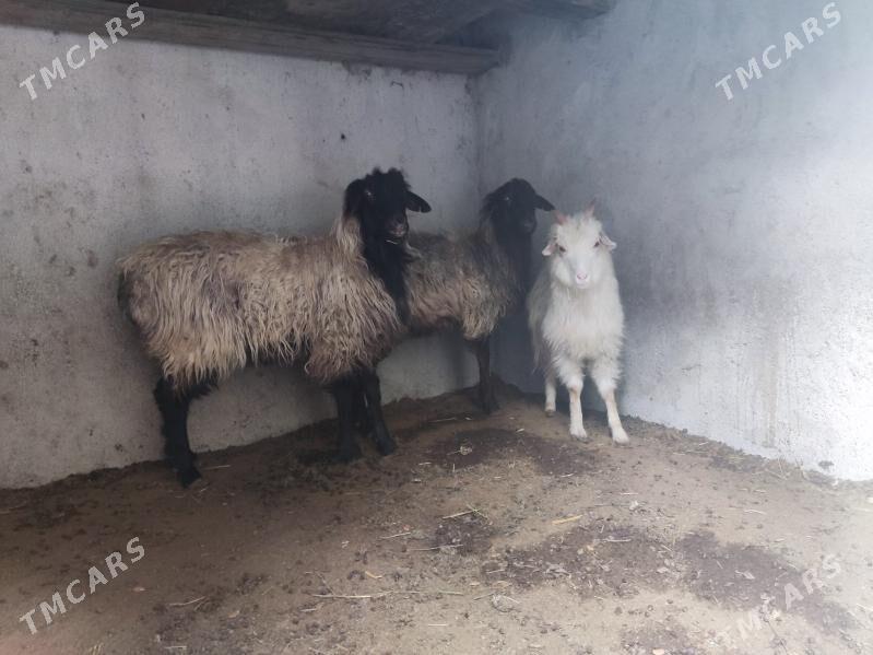 issek - Hitrowka - img 1