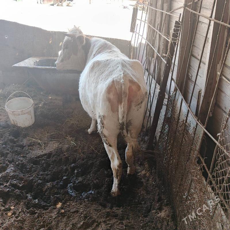 ala tuwe - Ак-Бугдайский этрап - img 1