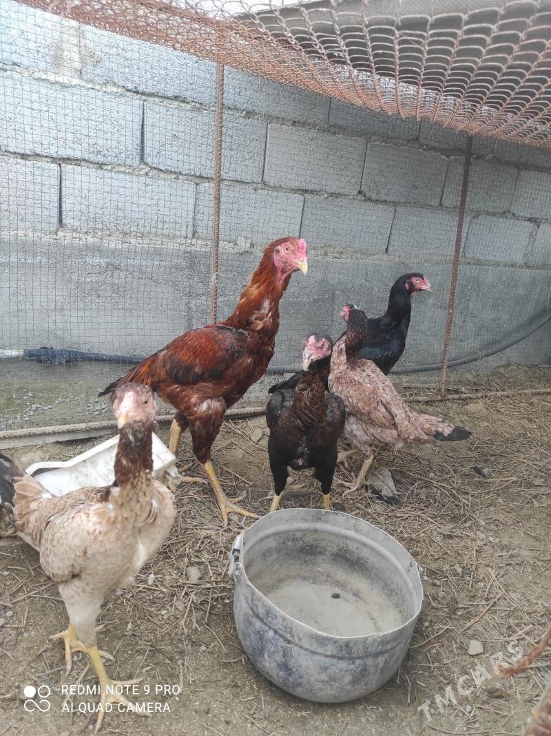 Taskent - Бахарден - img 1