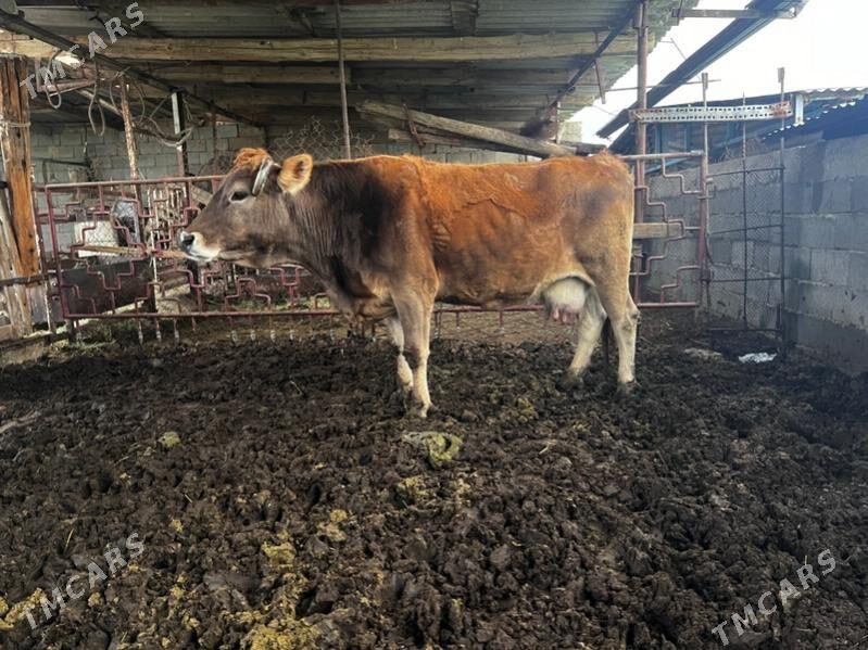 Arginal sygyr - Ашхабад - img 1