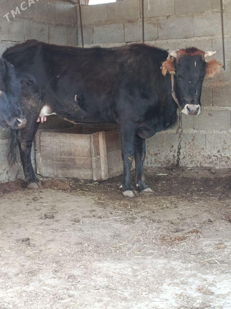 şwes göleli sygyr - Бахарден - img 1