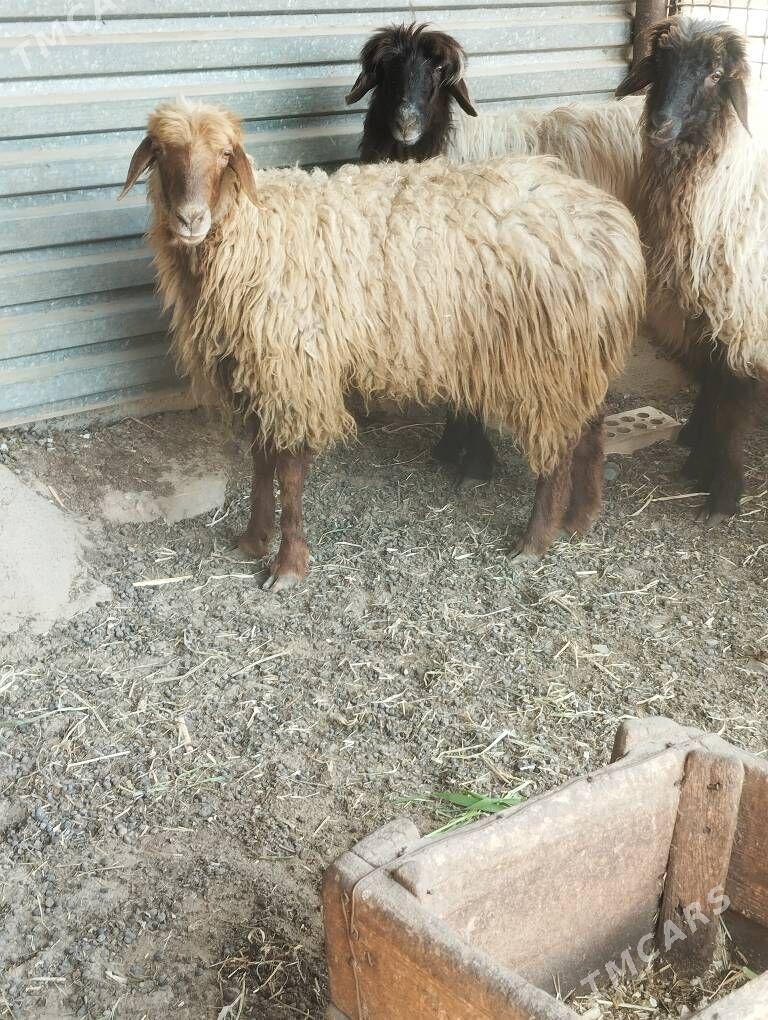 GYSYR GOÝUN TOKLYLAR - Mary - img 1