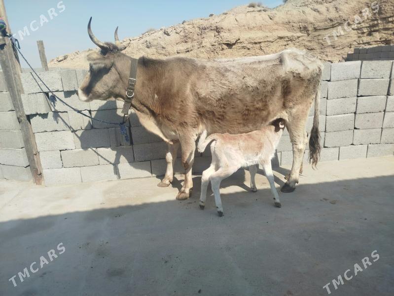 goleli sygyr - Gyzylarbat - img 1