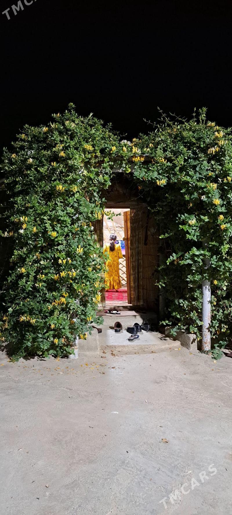 Jasmin cyrmasyk jimilis жасмин - Aşgabat - img 1