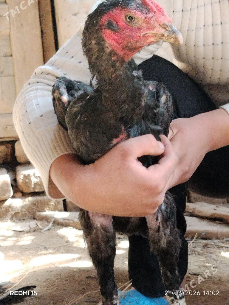 dekan korje tohumy - Акдепе - img 1