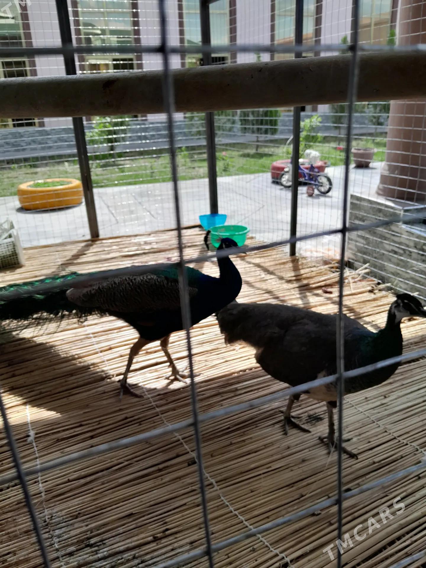 tawus gus - Туркменабат - img 1