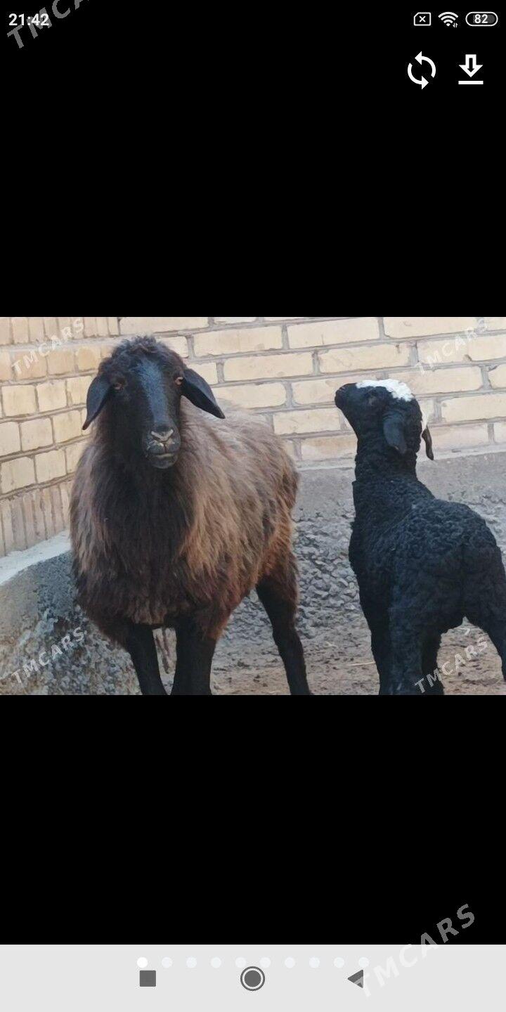 guzuly koyun - Фарап - img 1