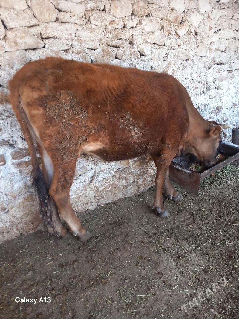 semiz tuweler - Balkanabat - img 1