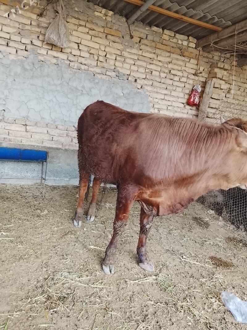 öküz - Туркменабат - img 1