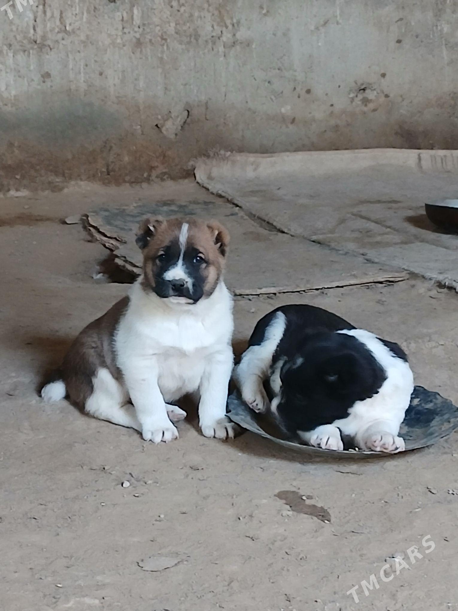 Alabay - Багир - img 1