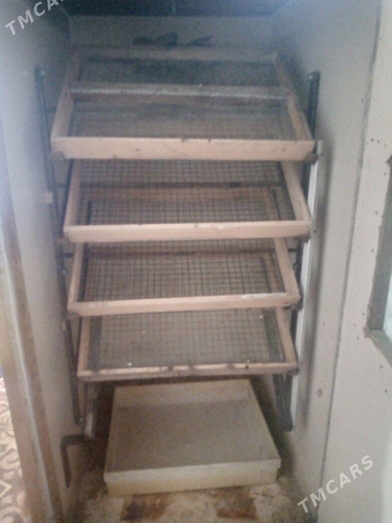 inkubator - Daşoguz - img 1