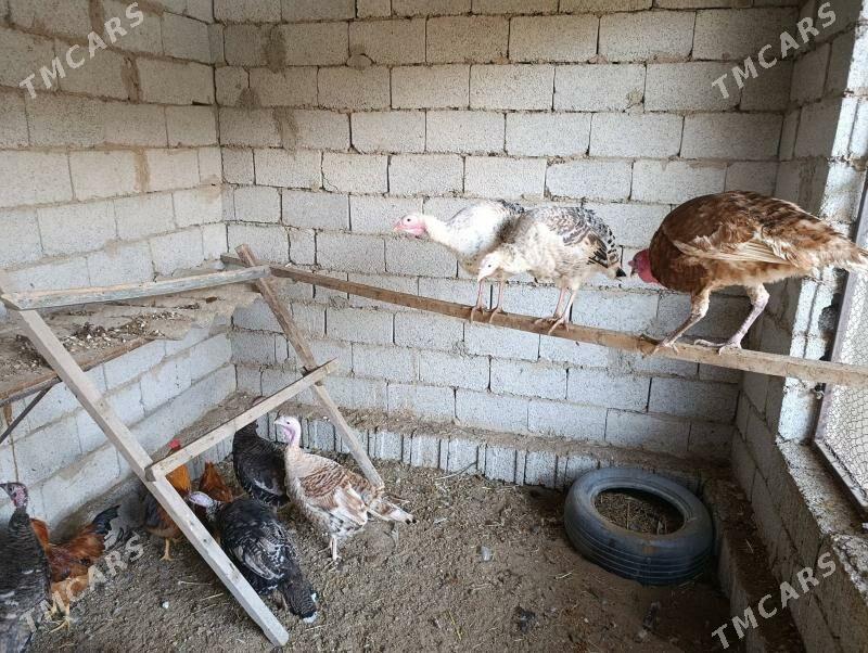 Induk - Mary - img 1