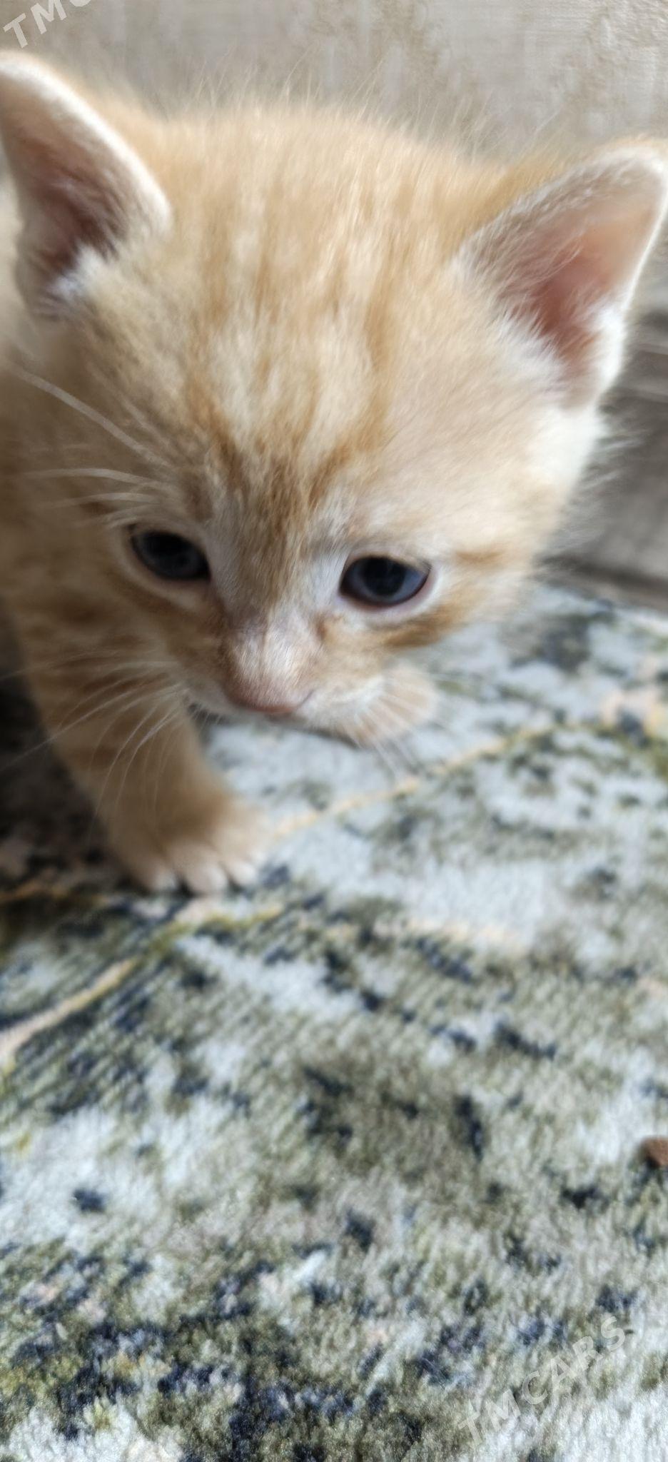 pisijek mugt - 30 mkr - img 1