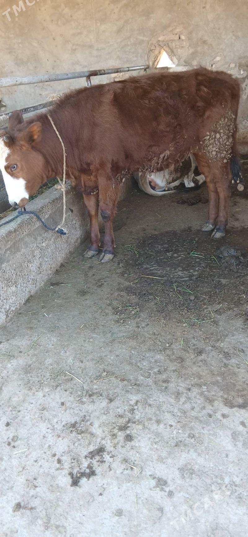 tüwe - Babadaýhan - img 1