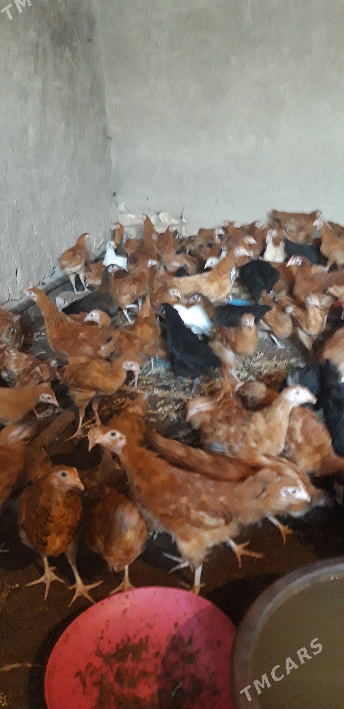 juýje - Губадаг - img 1