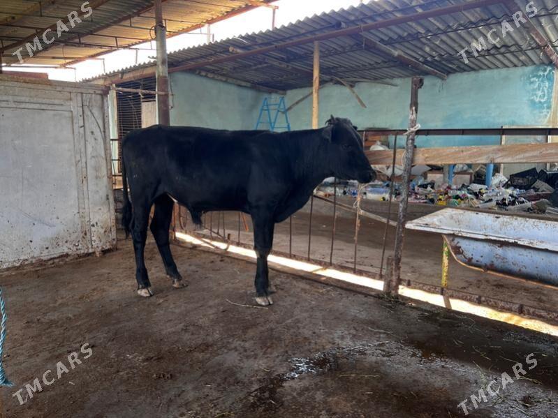 Gibrit okuz - Ашхабад - img 1