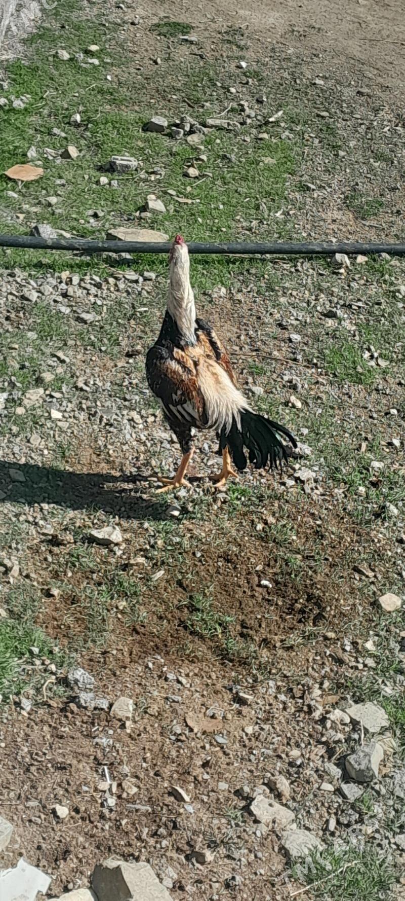 Taşkent horaz - Bäherden - img 1