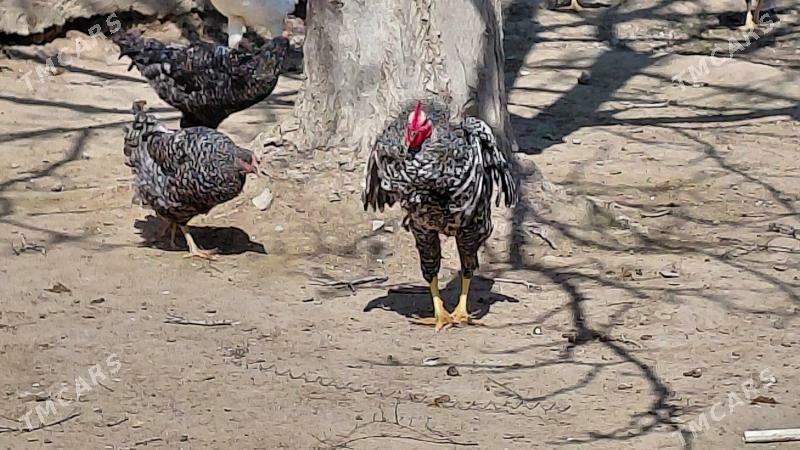 towuk we horaz - Ялкым - img 1