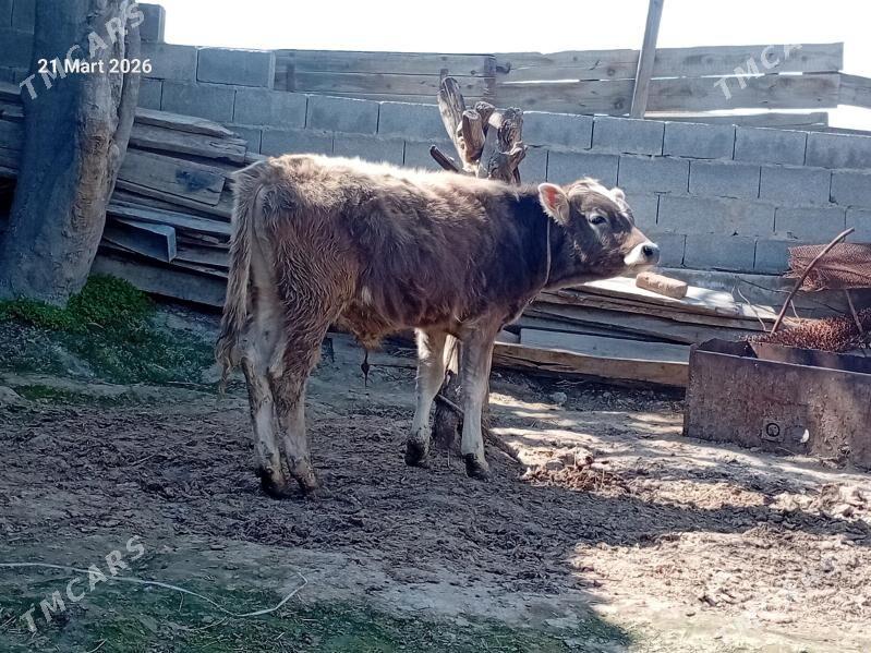 şiwes öküz - Bäherden - img 1