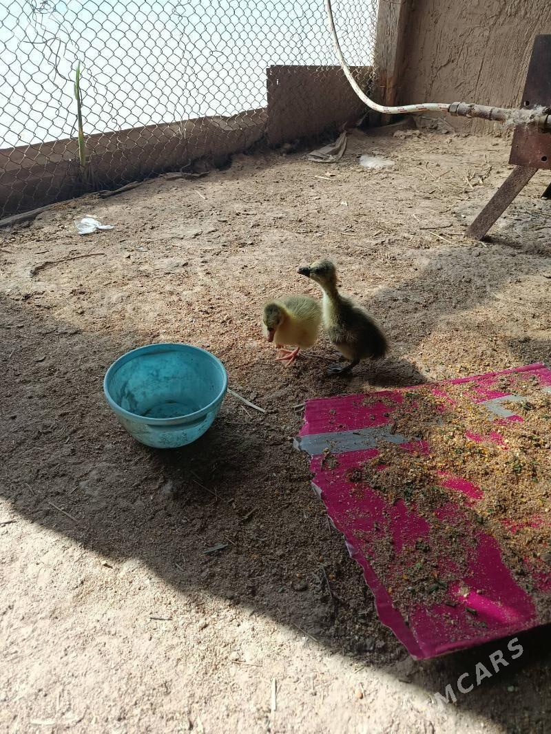 Gus juje - Мургап - img 1