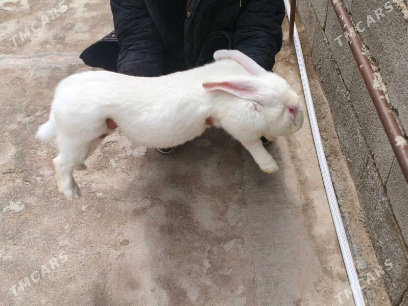 пол великан товшан - Анев - img 1