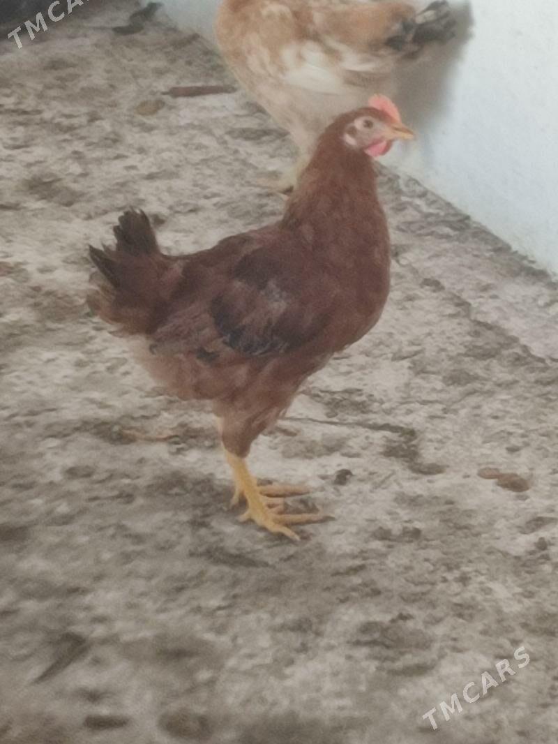 Horaz - Бахарден - img 1