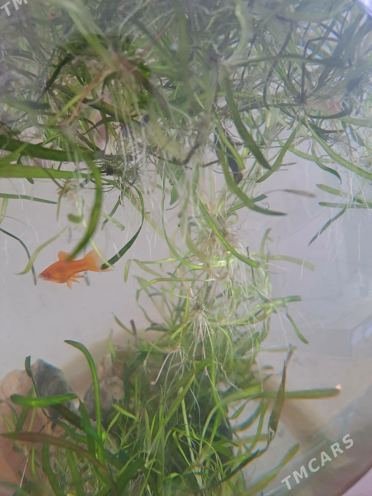 Аквариум - Daşoguz - img 1