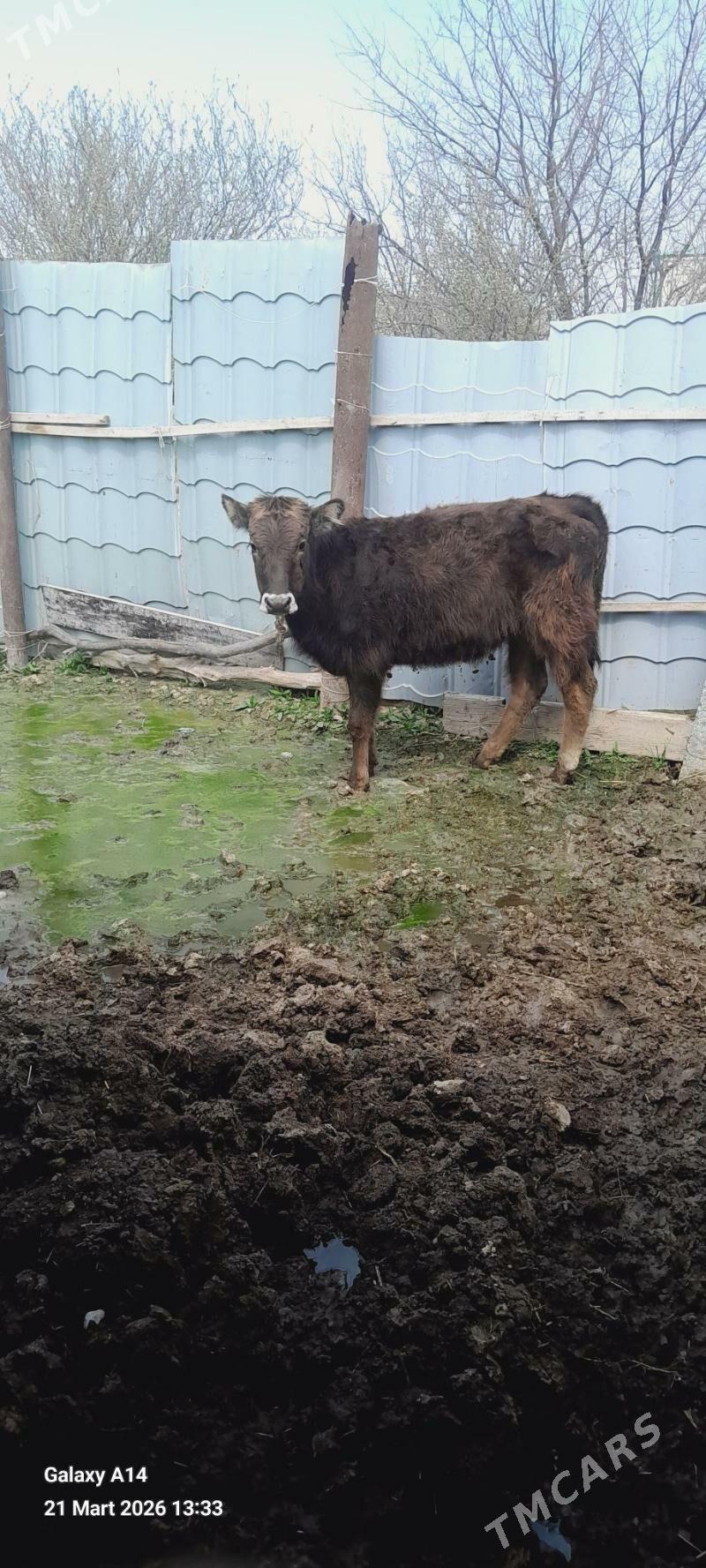 SWES tuwe - Bäherden - img 1