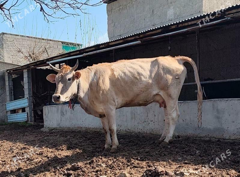 BOGAZ ŞWES SYGYR - Herrikgala - img 1