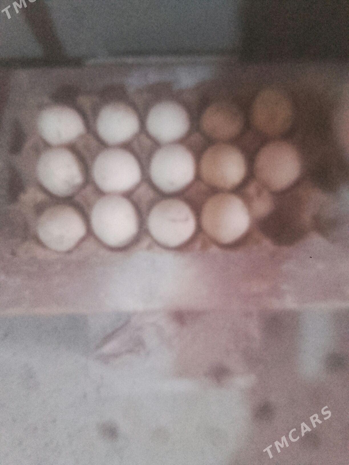 yaşylbaş yumurtga. - Мургап - img 1