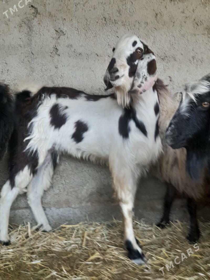 pakistan teke - Bäherden - img 1