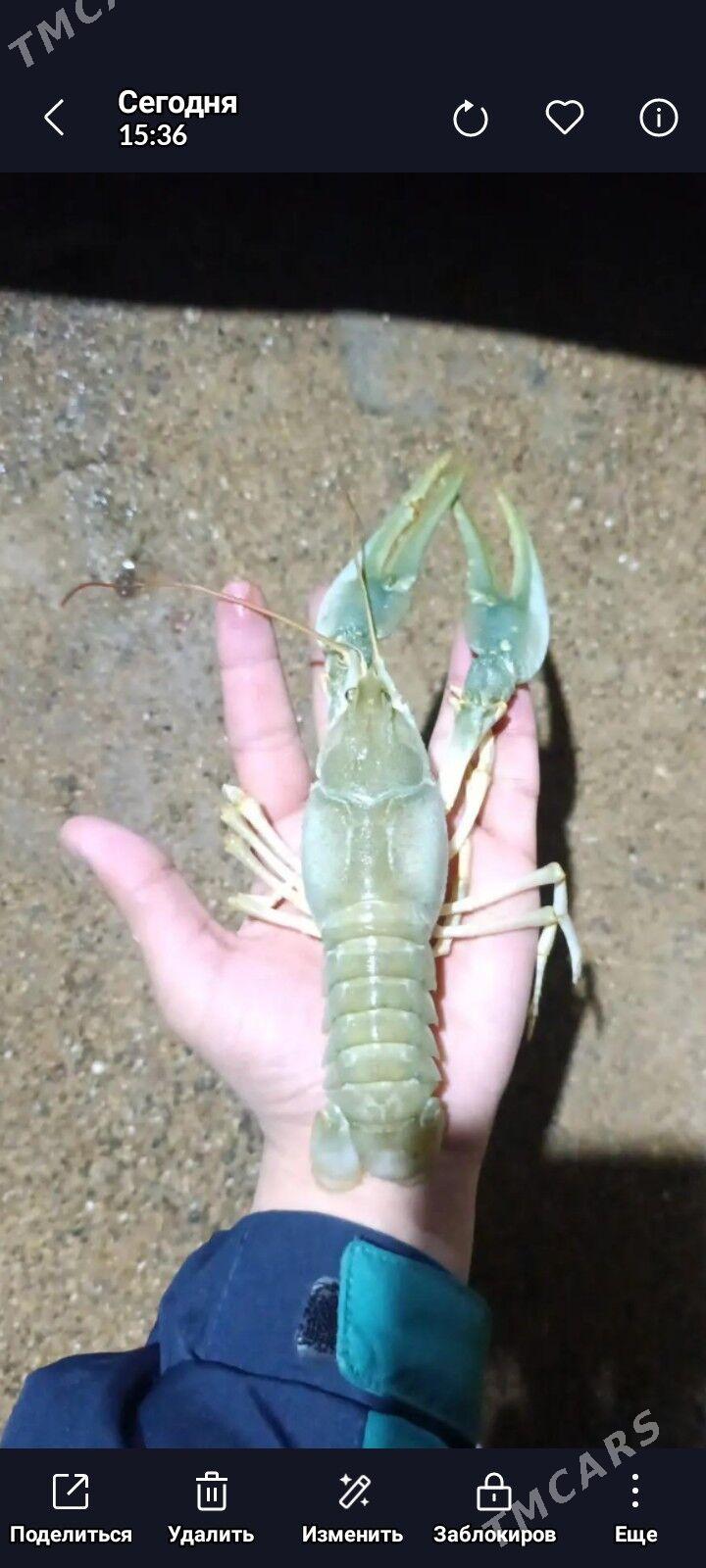 lennec - Туркменбаши - img 1