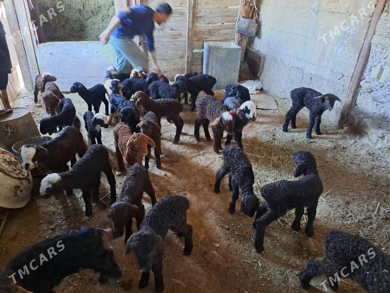 guzy - Гызыларбат - img 1