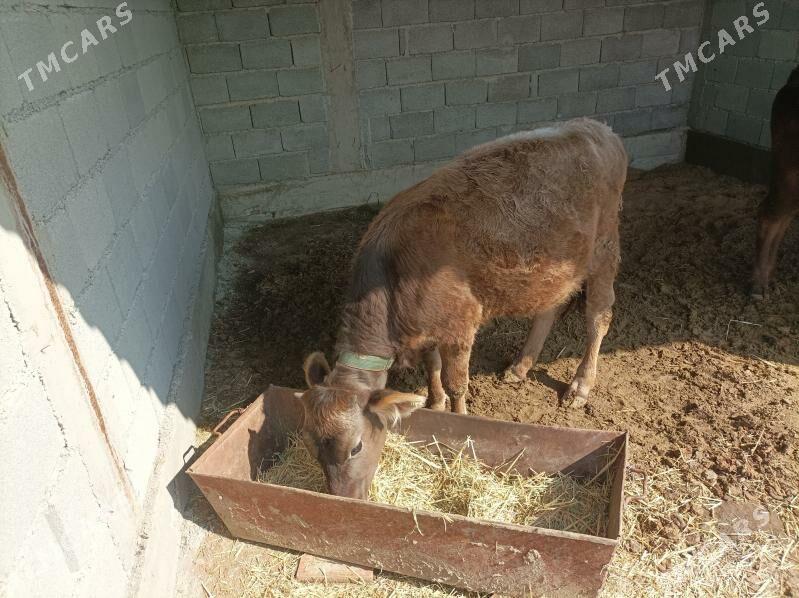 Göle - Гёкдепе - img 1