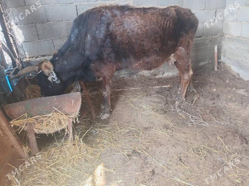 Sygyr - Büzmeýin - img 1