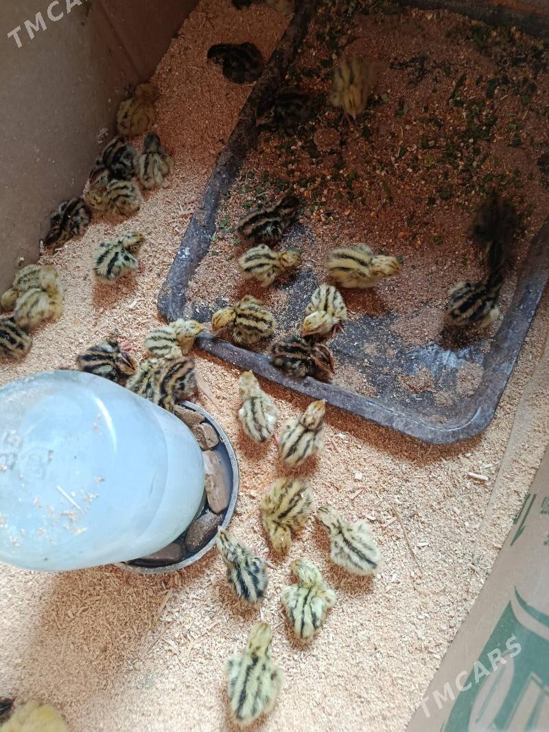 Bedene juje - Мургап - img 1