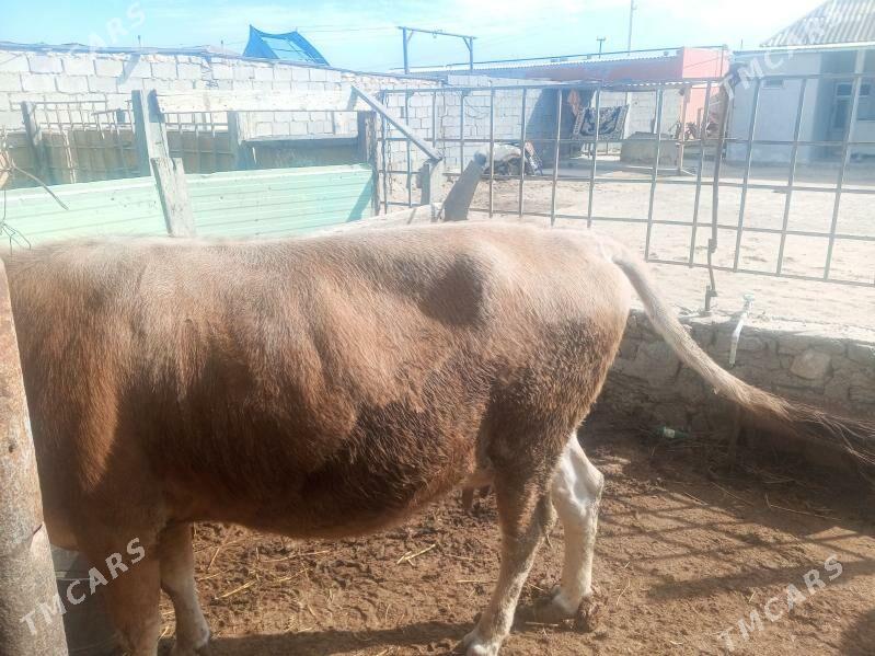 sygyr - Этрек - img 1